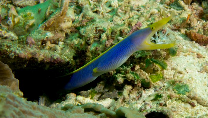 Male Ribbon Eel (Blue, Females are Yellow)